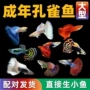 热带纯种观赏观赏鱼