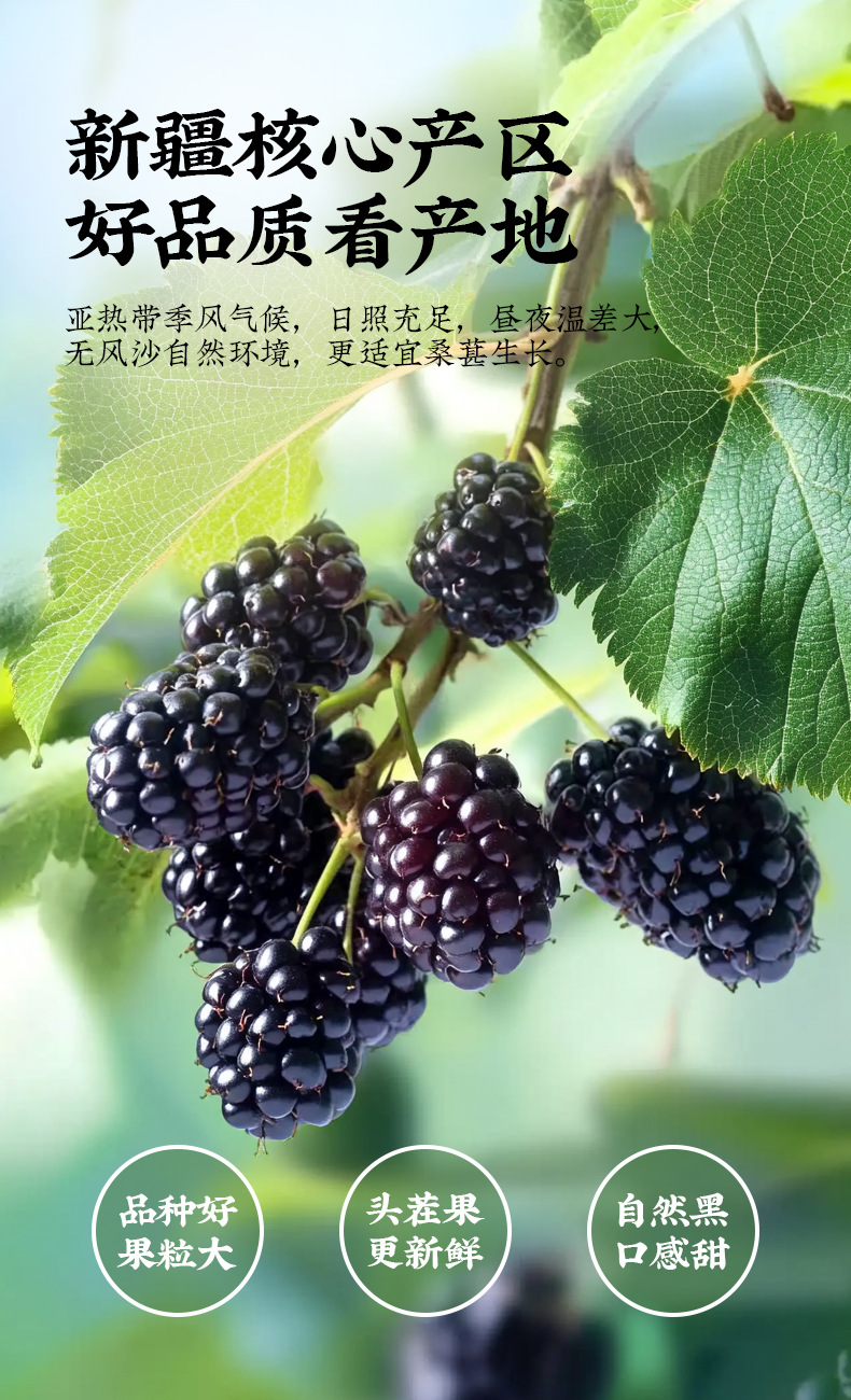 Dried Mulberry Fruit Sang Shen Zi Large Berries Natural Snack and Herbal Tea Ingredient 500g Bag overview