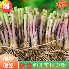 新鲜韭菜籽种子韭菜根苗紫根现挖韭菜根种四季宽叶阳台韭菜根跨境