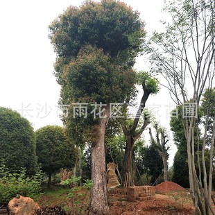 ���Գ��� �؏�50cm���� �G��������؛�Ǽ������������� ���l�r��
