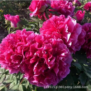 ĵ���N���ļ��_���׻��҃��⻨������ͥԺِĵ���ذ���ș���ѷN��