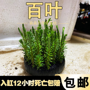 �G�����ϰ�����̫ꖰ��~ϡ�кÿ����ˮ���~�ײݸ��쾰�^�p��Ʒ