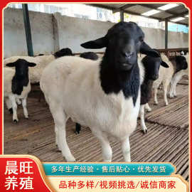 重庆丰都附近有卖黑山羊苗的吗山羊苗一只多少钱波尔山羊种公羊