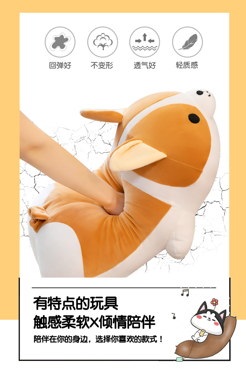 柯基_02.jpg