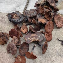 通货灵芝纯野生灵芝批发野生整枝赤灵芝芝菌有大有小