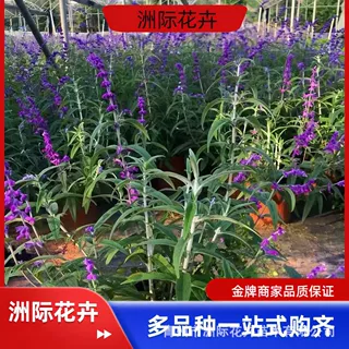 基地现货蓝花鼠尾草杯苗公园小区花坛花境绿化宿根花卉小苗