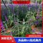 公园基地小区绿化小苗