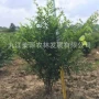 庐山多少基地榔榆种子