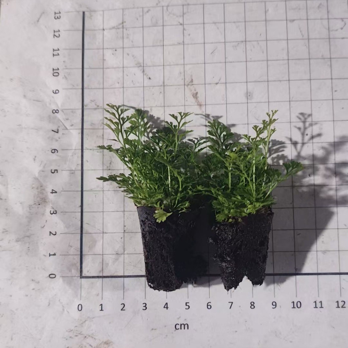 狼尾蕨基地直销蕨类批发直销室内绿植造型微景观