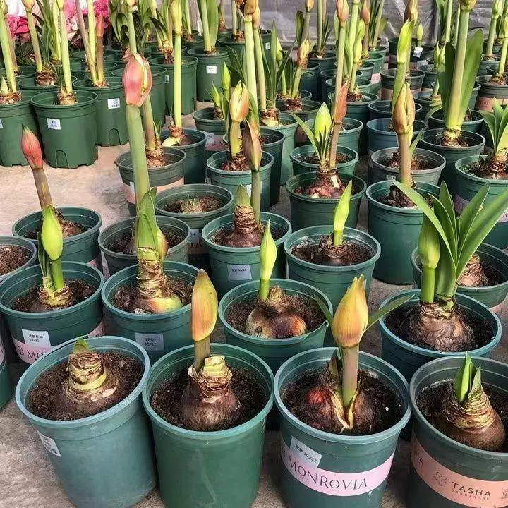 [Многолетнее цветение] Импортированные красные красные лепестки с большими цветочными растениями в горшках