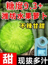 包邮山东特产潍坊水果萝卜生吃潍县青萝卜冰激凌沙窝天星萝卜新鲜