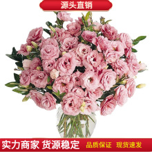 洋桔梗种子四季种易活室内盆栽花卉草籽室内外开花植物花种子大全