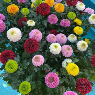 (������)��ɫƹ�Ҿ������ļ��_���ذ����γ�Ʒ�����ͺ�ͥԺ����