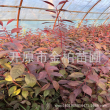 lt~С绨ľt~@ľ֦t~ԾGh