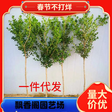 独杆黄杨树苗瓜子黄杨别墅庭院耐寒盆栽四季常青造型树篱笆绿化苗
