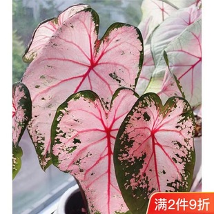 ���~���ɫ�w�R���ԾGֲ���վW�tϲ��ϲˮֲ��