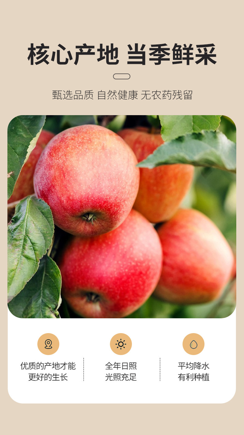 Freeze-Dried Apple Diced 500g Bulk Dried Apple Chunks for Baking Tea and Culinary Use quality and texture