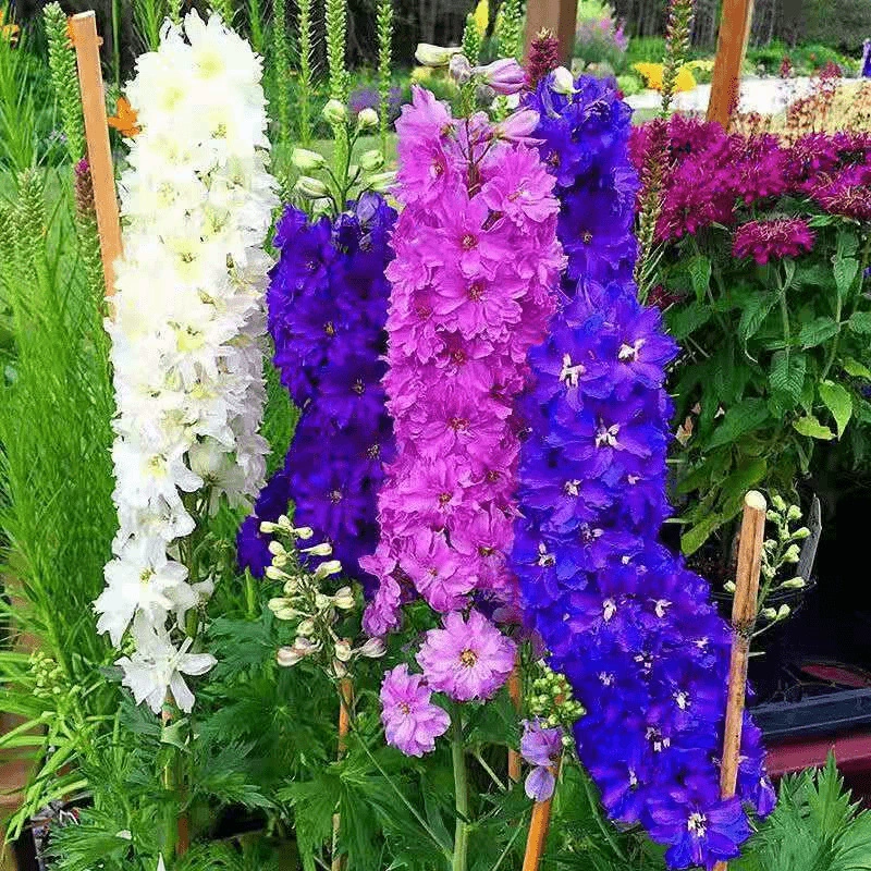 [Семена дельфиниона] Большой цветок дельфиниона цветет четыре сезона