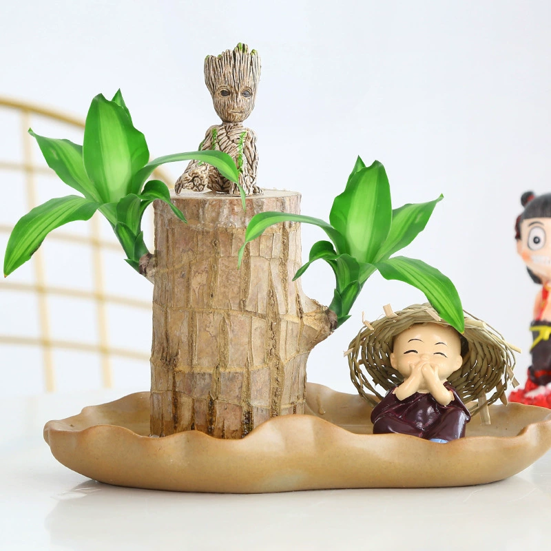 Бразилия дерево Горшечное растение Крытый Lucky Wood водохозяйство офис зеленое растение Бразилия древесина оптом вода гидропонное растение в горшках