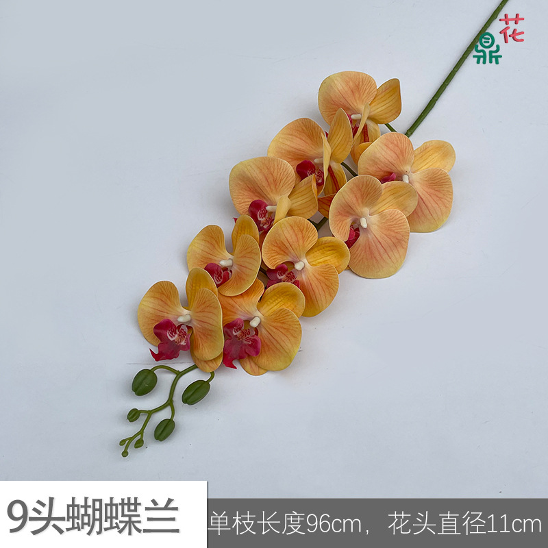9 phalaenopsis GFG #3 오렌지