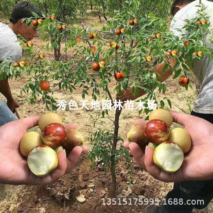 ��������Ϸ������Nֲ�޽ӹ����z��մ���󗗘䳬�𶬗�����Y��