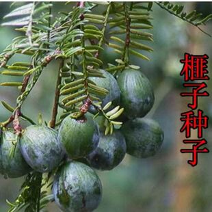 ��鼷N����ľ�N����ӷN����鼘�N����ș��Ұ����鼼�鼴��