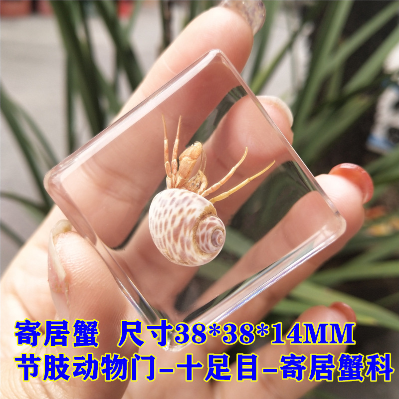 형광녹색 소라게 75%