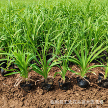 ����ݻ���ͥԺ������ľ�@���ļ��^�p�޸�����ֲ������������