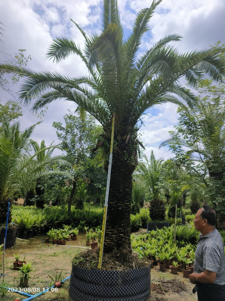 加拿利海枣行道庭荫景观树别墅地产绿化工程植物宏景园林种植海枣