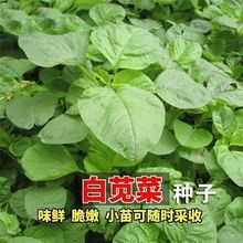 ڰ׈A~{˷Nӝh߲˷NͥԺ̨ԲN͟