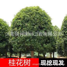 嫁接桂花树苗四季桂观赏花卉庭院金桂丹桂天香台阁沉香桂八月桂花