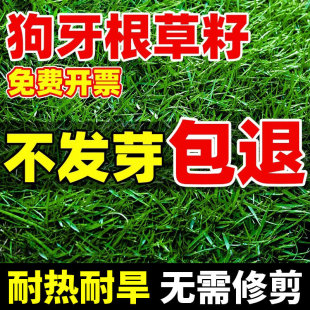 Dog Tooth Root Lawn Seeds Are Evergreen in All Seasons, Shelled and Shelled, Drought-Resistant and Cold-Resistant, Greening Courtyard Slope Protection and Soil-Fixing Grass Seeds