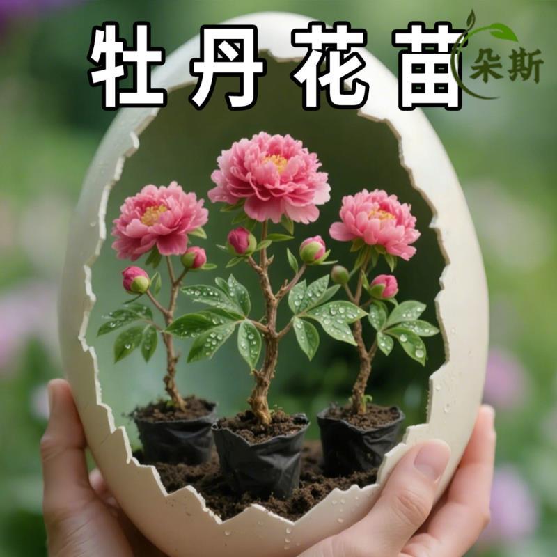 牡丹花苗带土球洛阳正宗重瓣盆栽老桩耐寒芍药庭院牡丹大苗花树苗