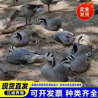 景区园林观赏斑头雁活体特种养殖斑头雁价格斑头雁幼苗多少钱一只
