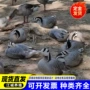 养殖园林多少景区幼苗