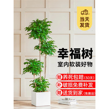 �Ҹ���͏d���Դ��;Gֲ�k���Һ��B�辰�lؔ���·�����ȩ�҃�ֲ��