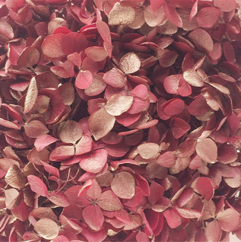 Anna Hortensia rojo oscuro + oro-20g/caja