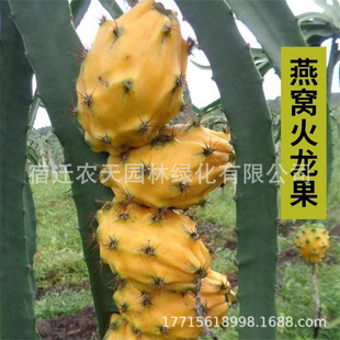 ��C���������SƤ����������������SƤ���������Թ�����޽ӽY��