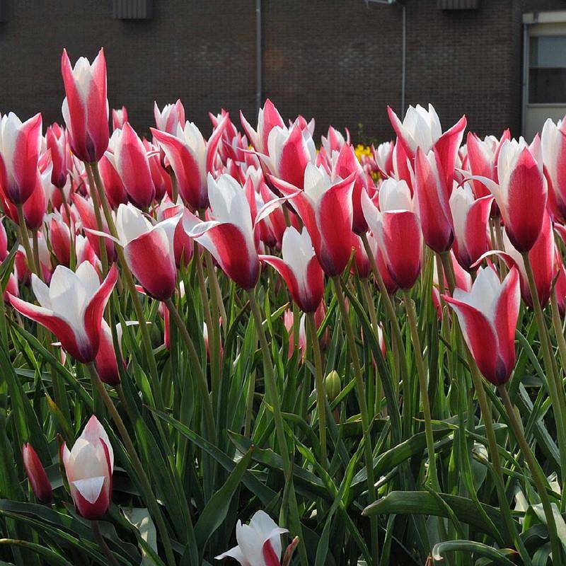 5 Native Tulip Bulbs Are Strong Cold-Resistant and Easy to Bloom Again, Strong-Scented Perennial Four-Season Winter Flower Bulbs