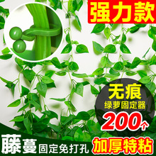 绿萝爬上墙爬藤植物固定器家用挂钩墙定型无痕免打孔