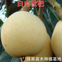 �������������Ʒ�N �F������������ �޽ӹ����� ���ش� �Lζ����