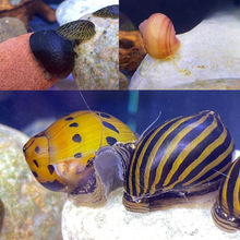 除绿藻洋葱螺观赏螺黑金刚蜜蜂角螺鲍鱼螺鱼缸清洁吃藻黄金工具螺