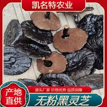 江西灵芝批发中长短腿无粉黑灵芝源头大货厂家直发煲汤泡酒灵芝