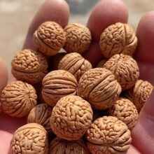 秦岭野生脑纹龙纹桃核文玩雕刻原料手串正圆原籽散籽光珠油性皮质