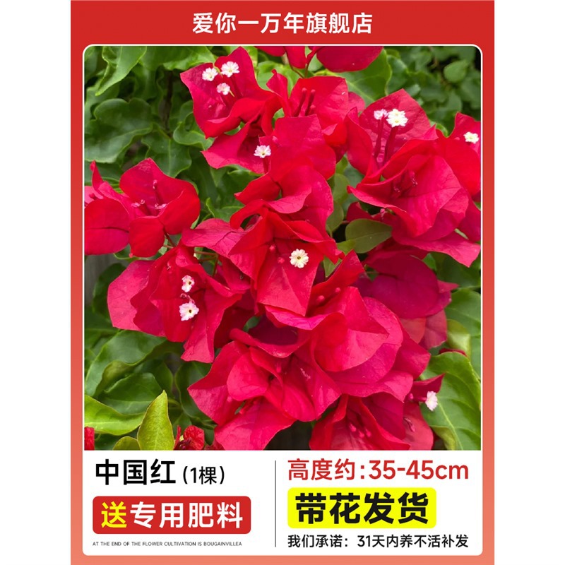 부겐빌레아 : 중국 붉은 큰 모종 [꽃과 함께 배송] + 비료