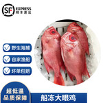 沢素湾大眼鸡鲷鱼 船冻大红眼鱼红目鲢 真鲷鱼年货送礼年夜饭 5斤