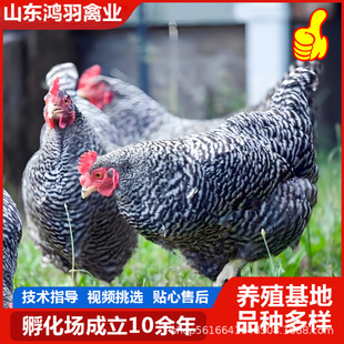 ���N�J���u�������J���u����wÓ�������uС�u�����Ʒĸ�u