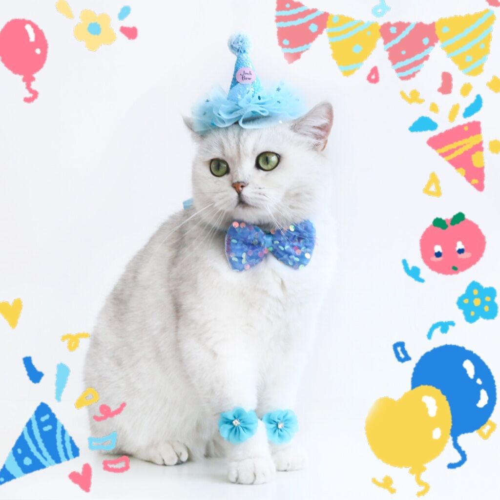 Gato oso perro encaje crudo lentejuelas cumpleaños sombrero pajarita flor partido traje accesorios para mascotas boda