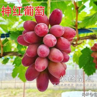 �޽���������Ʒ�N��t���������ј���箔��Y�������Ϸ������Nֲ