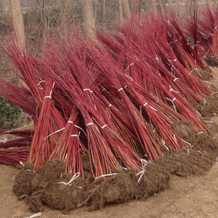 �t��ľ���� ��ɫ��ľ�t��ľ��ͥԺ�е��t�R�����G��������ľ��